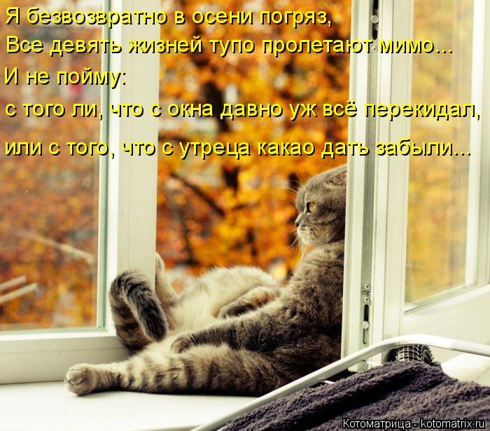 Я безвозвратно в осени погряз, Все девять жизней тупо пролетают мимо... или с того, что с утреца кака... Котоматрица: Я безвозвратно в осени погряз, Все девять жизней тупо пролетают мимо... или с того, что с утреца какао дать забыли... И не пойму: с того ли, что ?