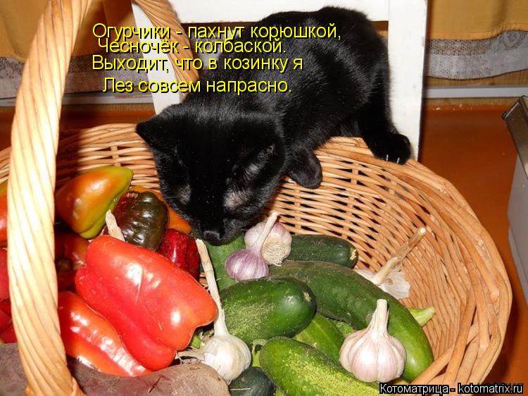 Огурчики - пахнут корюшкой, Чесночёк - колбаской. Выходит, что в козинку я Лез совсем напрасно.... Котоматрица: Огурчики - пахнут корюшкой, Чесночёк - колбаской. Выходит, что в козинку я Лез совсем напрасно.