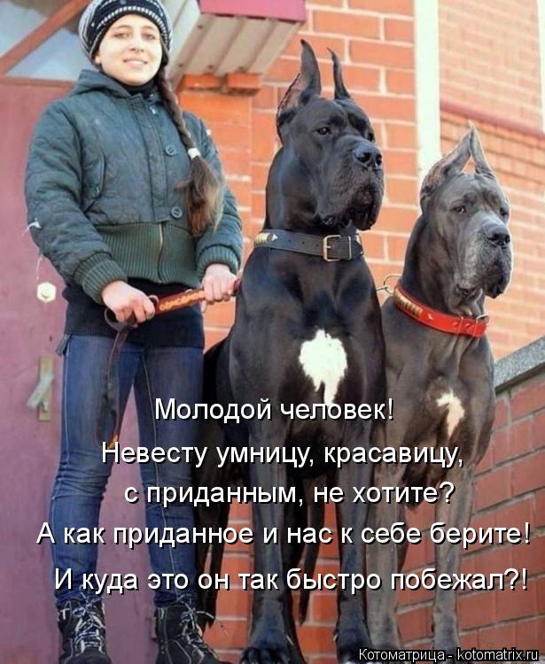 Невесту умницу, красавицу, с приданным, не хотите? А как приданное и нас к себе берите! Молодой чело... Котоматрица: Невесту умницу, красавицу, с приданным, не хотите? А как приданное и нас к себе берите! Молодой человек! И куда это он так быстро побежал?!