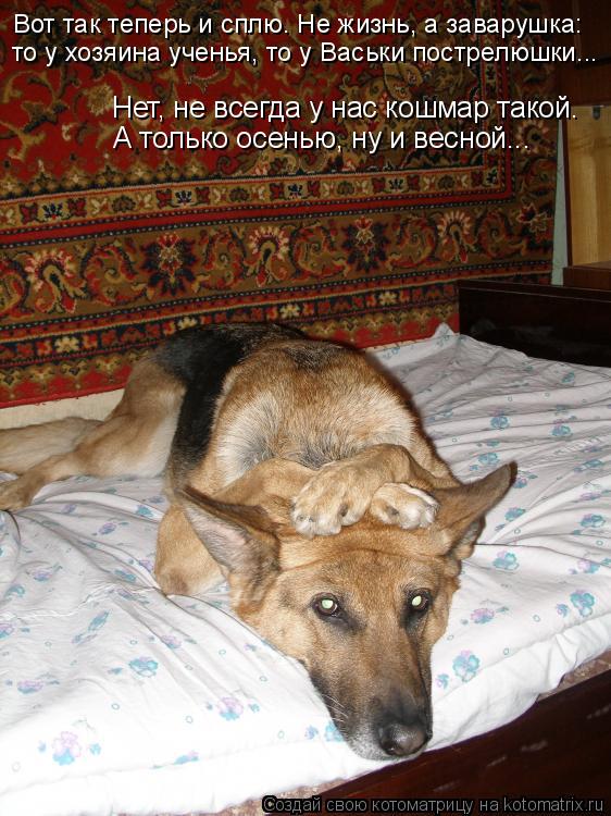 Вот так теперь и сплю. Не жизнь, а заварушка: то у хозяина ученья, то у Васьки пострелюшки... Нет, не... Котоматрица: Вот так теперь и сплю. Не жизнь, а заварушка: то у хозяина ученья, то у Васьки пострелюшки... Нет, не всегда у нас кошмар такой. А только осенью,