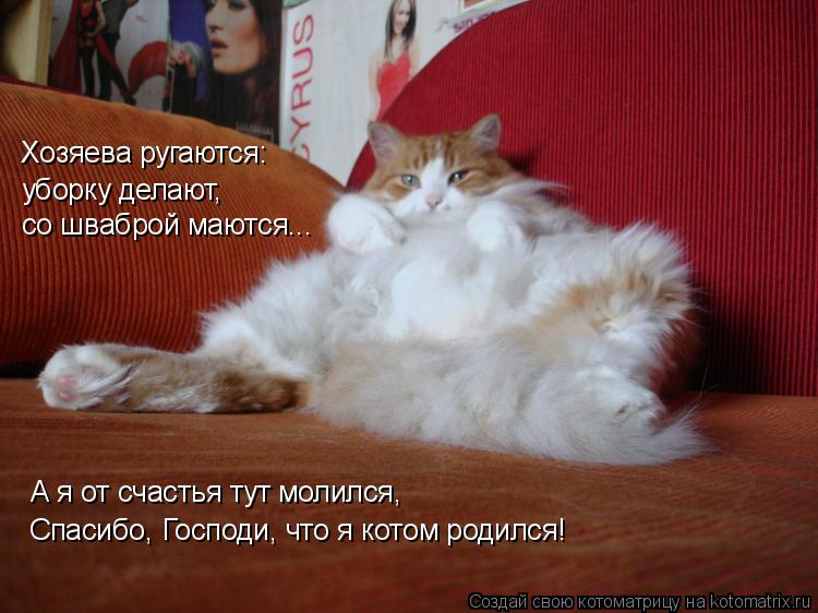 Хозяева ругаются: уборку делают, со шваброй маются... А я от счастья тут молился, Спасибо, Господи, ... Котоматрица: Хозяева ругаются: уборку делают, со шваброй маются... А я от счастья тут молился, Спасибо, Господи, что я котом родился!