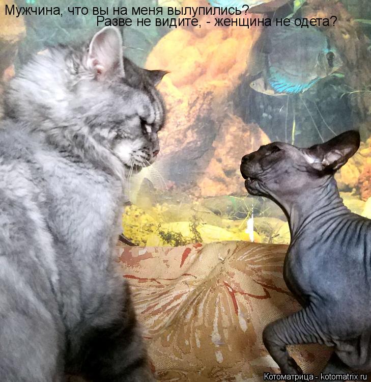 Котоматрица: Мужчина, что вы на меня вылупились? Разве не видите, - женщина не одета?