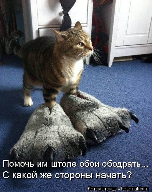 Котоматрица: Помочь им штоле обои ободрать... С какой же стороны начать?