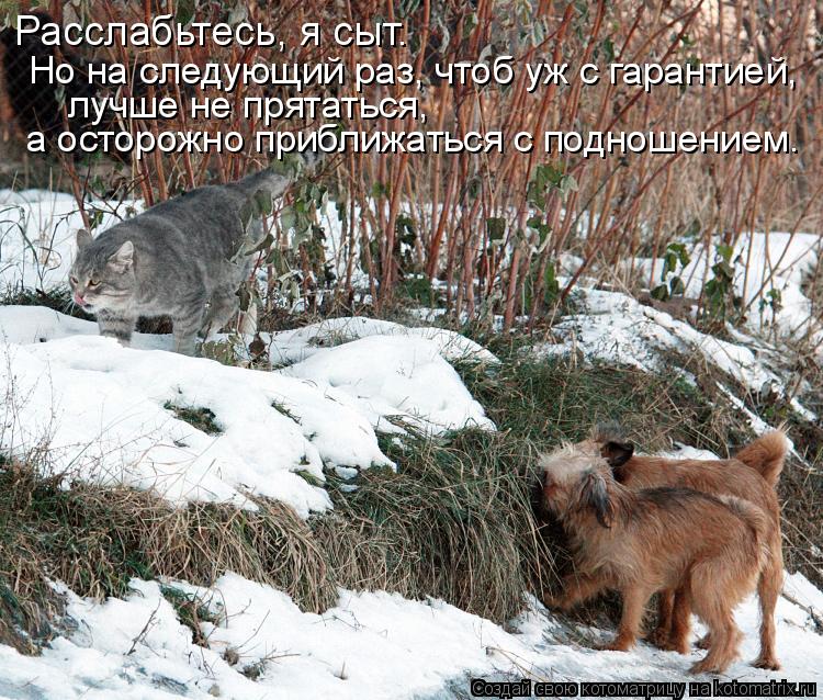 Котоматрица: Расслабьтесь, я сыт. Но на следующий раз, чтоб уж с гарантией, лучше не прятаться,  а осторожно приближаться с подношением.