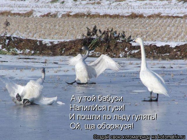 Котоматрица: А у той бабуси НапилИся гуси! И пошли по льду гулять! Ой, ща оборжуся!