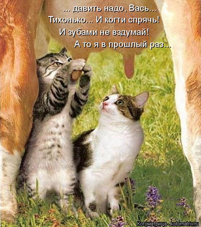 ... давить надо, Вась... Тихонько... И когти спрячь! И зубами не вздумай! А то я в прошлый раз...... Котоматрица: ... давить надо, Вась... Тихонько... И когти спрячь! И зубами не вздумай! А то я в прошлый раз...