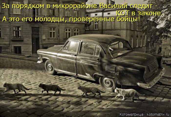 Котоматрица: За порядком в микрорайоне Василий следит - КОТ в законе. А это его молодцы, проверенные бойцы!