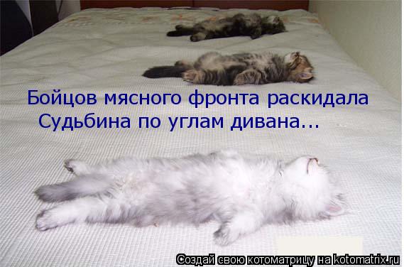 Бойцов мясного фронта раскидала Судьбина по углам дивана...... Котоматрица: Бойцов мясного фронта раскидала Судьбина по углам дивана...
