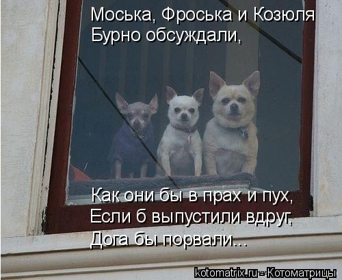 Моська, Фроська и Козюля Бурно обсуждали, Как они бы в прах и пух, Если б выпустили вдруг, Дога бы по... Котоматрица: Моська, Фроська и Козюля Бурно обсуждали, Как они бы в прах и пух, Если б выпустили вдруг, Дога бы порвали...