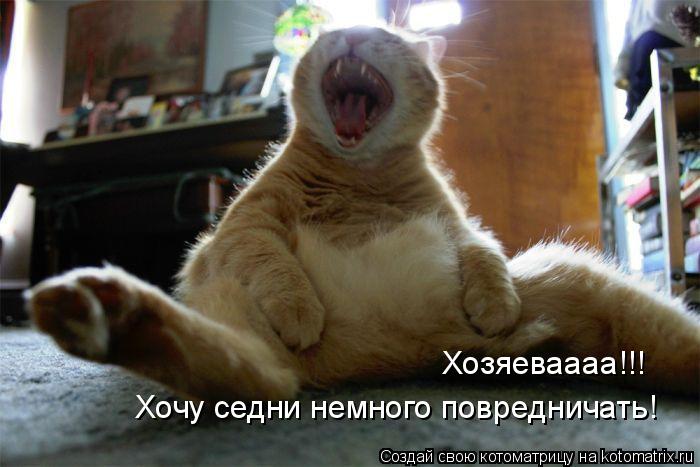 Котоматрица: Хозяеваааа!!! Хочу седни немного повредничать!