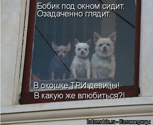Бобик под окном сидит. Озадаченно глядит. В какую же влюбиться?! В окошке ТРИ девицы!... Котоматрица: Бобик под окном сидит. Озадаченно глядит. В какую же влюбиться?! В окошке ТРИ девицы!