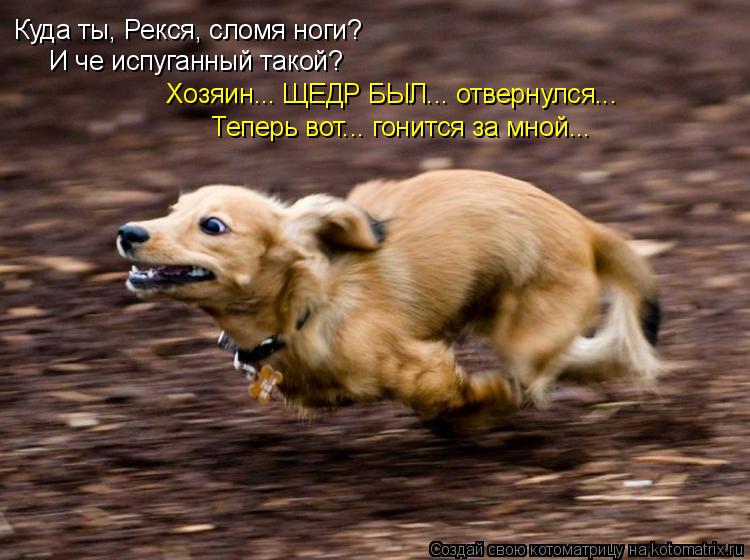 Котоматрица: Хозяин... ЩЕДР БЫЛ... отвернулся... Куда ты, Рекся, сломя ноги? И че испуганный такой? Теперь вот... гонится за мной...