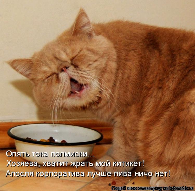 Котоматрица: Опять тока полмиски... Хозяева, хватит жрать мой китикет! Апосля корпоратива лучше пива ничо нет!