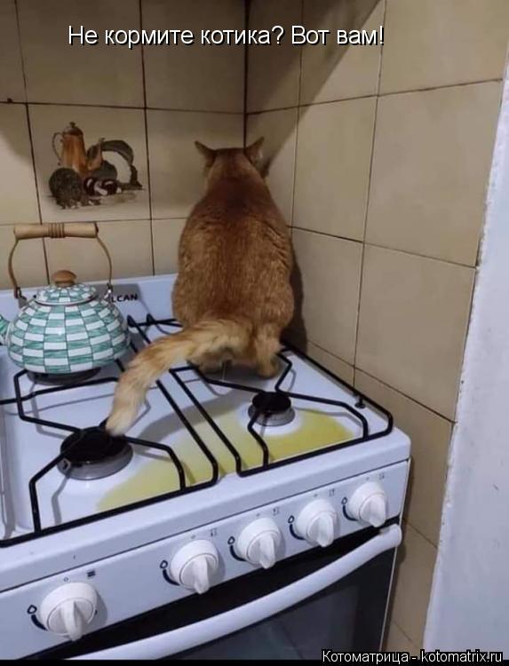 Не кормите котика? Вот вам!... Котоматрица: Не кормите котика? Вот вам!