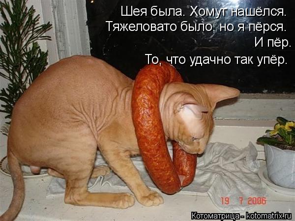 Котоматрица: Шея была. Хомут нашёлся. Тяжеловато было, но я пёрся. И пёр.  То, что удачно так упёр.