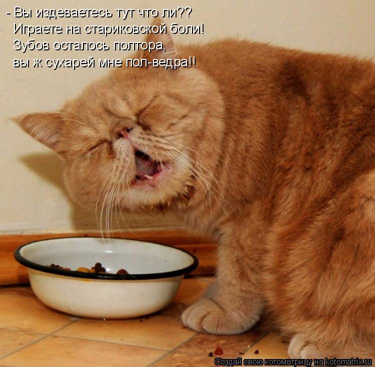 Котоматрица: - Вы издеваетесь тут что ли?? Играете на стариковской боли! Зубов осталось полтора, вы ж сухарей мне пол-ведра!!