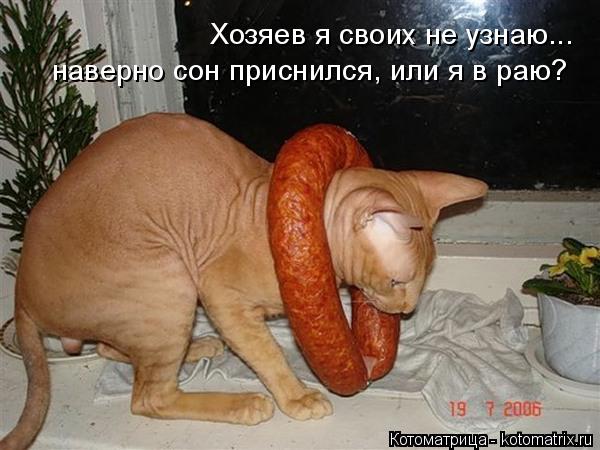 Котоматрица: Хозяев я своих не узнаю... наверно сон приснился, или я в раю?