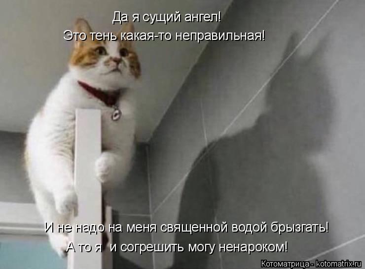 Да я сущий ангел! Это тень какая-то неправильная! И не надо на меня священной водой брызгать! А то я ... Котоматрица: Да я сущий ангел! Это тень какая-то неправильная! И не надо на меня священной водой брызгать! А то я и согрешить могу ненароком!