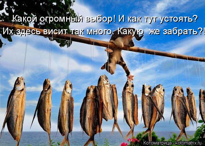 Котоматрица: Какой огромный выбор! И как тут устоять? Их здесь висит так много. Какую  же забрать?!