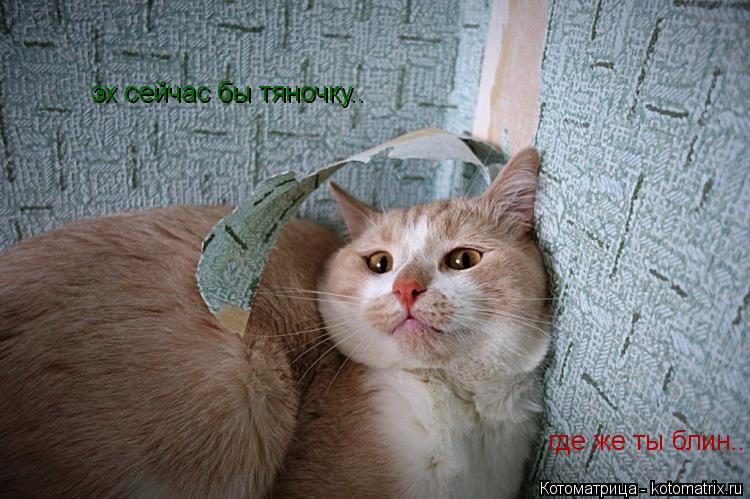 Котоматрица: эх сейчас бы тяночку.. где же ты блин..