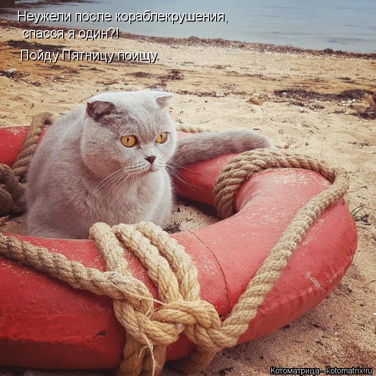 Котоматрица: Неужели после кораблекрушения, спасся я один?! Пойду Пятницу поищу.