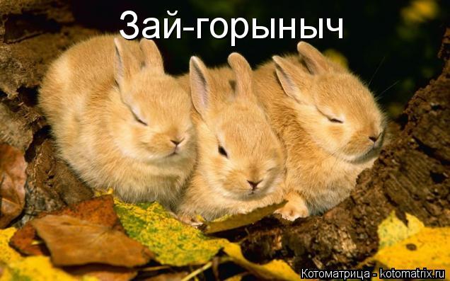 Зай-горыныч... Котоматрица: Зай-горыныч