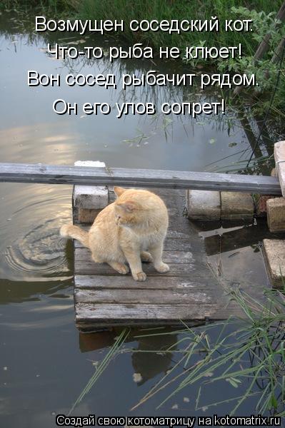 Возмущен соседский кот. Что-то рыба не клюет! Вон сосед рыбачит рядом. Он его улов сопрет!... Котоматрица: Возмущен соседский кот. Что-то рыба не клюет! Вон сосед рыбачит рядом. Он его улов сопрет!