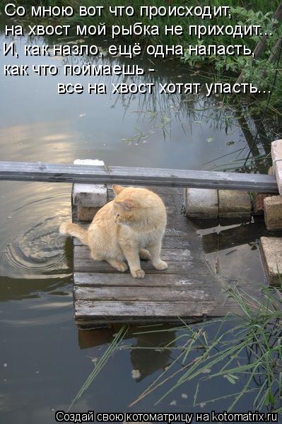 Со мною вот что происходит, на хвост мой рыбка не приходит... И, как назло, ещё одна напасть, как чт... Котоматрица: Со мною вот что происходит, на хвост мой рыбка не приходит... И, как назло, ещё одна напасть, как что поймаешь - все на хвост хотят упасть...