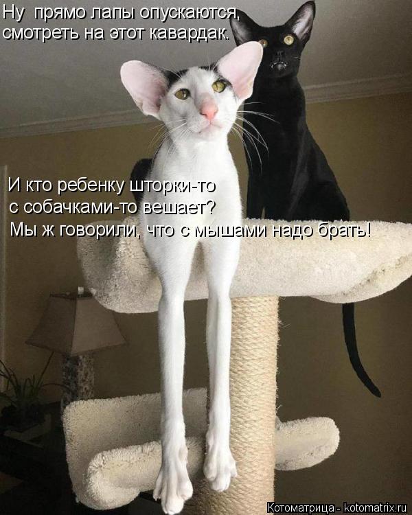 Котоматрица: смотреть на этот кавардак.  с собачками-то вешает? Ну  прямо лапы опускаются, И кто ребенку шторки-то Мы ж говорили, что с мышами надо брать!