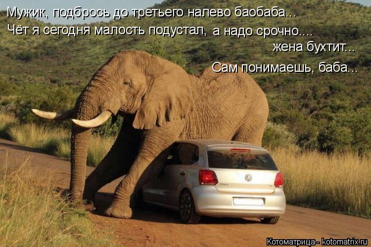 Котоматрица: Мужик, подбрось до третьего налево баобаба... Чёт я сегодня малость подустал,  а надо срочно.... жена бухтит... Сам понимаешь, баба...