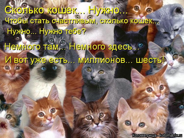 Котоматрица: Сколько кошек... Нужно...  Чтобы стать счастливым, сколько кошек... Нужно... Нужно тебе? Немного там... Немного здесь... И вот уже есть... миллионов..