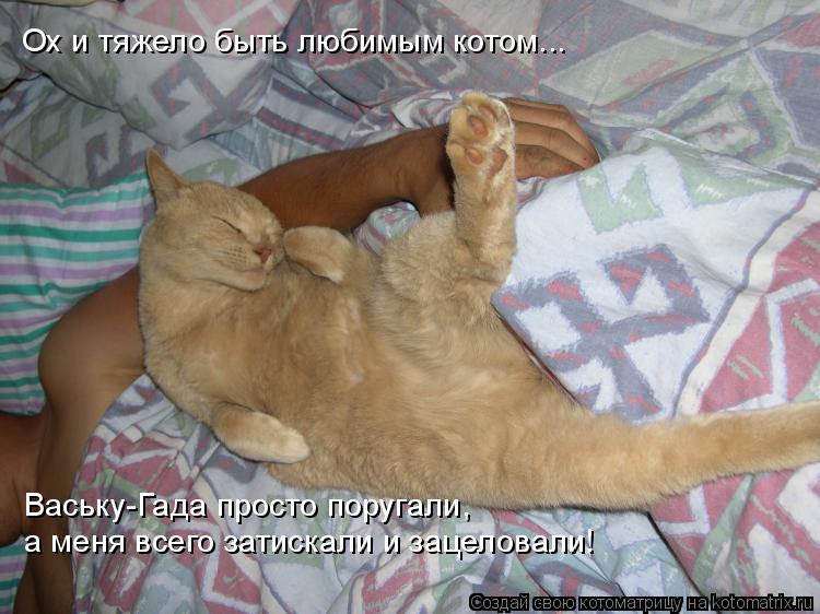 Ох и тяжело быть любимым котом... Ваську-Гада просто поругали, а меня всего затискали и зацеловали!... Котоматрица: Ох и тяжело быть любимым котом... Ваську-Гада просто поругали, а меня всего затискали и зацеловали!