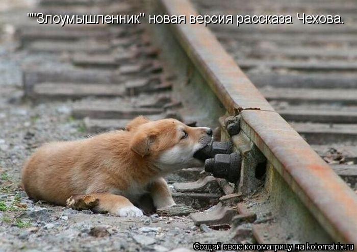 Котоматрица: ""Злоумышленник" новая версия рассказа Чехова.