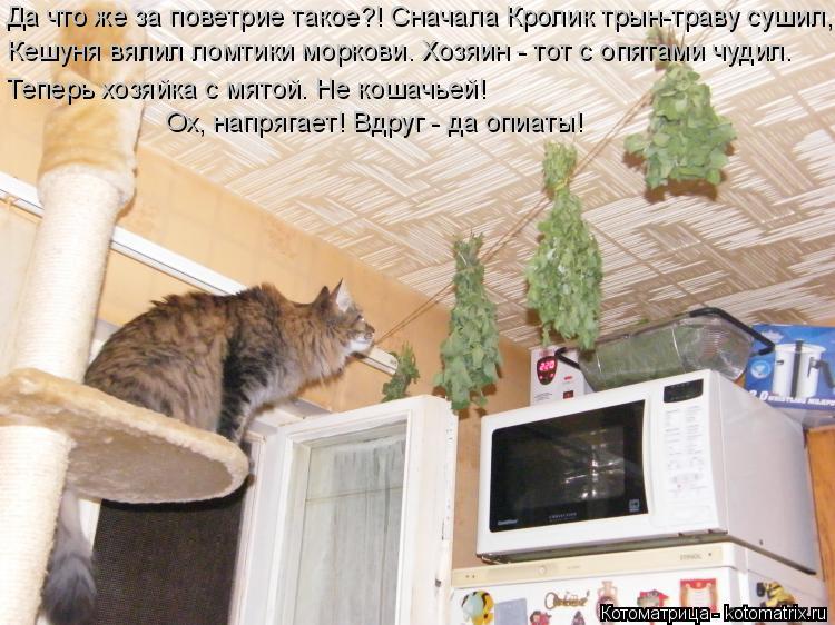Да что же за поветрие такое?! Сначала Кролик трын-траву сушил, Кешуня вялил ломтики моркови. Хозяин -... Котоматрица: Да что же за поветрие такое?! Сначала Кролик трын-траву сушил, Кешуня вялил ломтики моркови. Хозяин - тот с опятами чудил. Теперь хозяйка с мя?