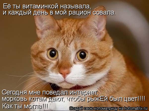 Её ты витаминкой называла, и каждый день в мой рацион совала. Сегодня мне поведал интернет, морковь к... Котоматрица: Её ты витаминкой называла, и каждый день в мой рацион совала. Сегодня мне поведал интернет, морковь котам дают, чтобы рыжЕй был цвет!!!! Как ты