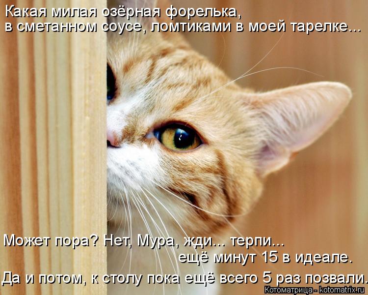 Какая милая озёрная форелька, в сметанном соусе, ломтиками в моей тарелке... Может пора? Нет, Мура, ж... Котоматрица: Какая милая озёрная форелька, в сметанном соусе, ломтиками в моей тарелке... Может пора? Нет, Мура, жди... терпи... ещё минут 15 в идеале. Да и пото