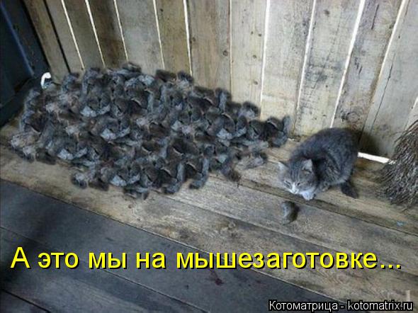 Котоматрица: А это мы на мышезаготовке...