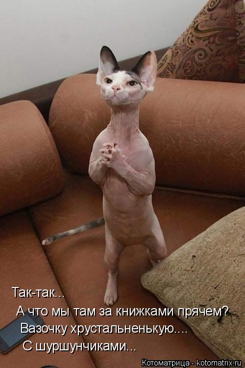 А что мы там за книжками прячем? Вазочку хрустальненькую.... Так-так... С шуршунчиками...... Котоматрица: А что мы там за книжками прячем? Вазочку хрустальненькую.... Так-так... С шуршунчиками...