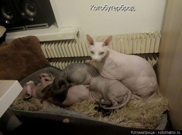 Котобутерброд.... Котоматрица: Котобутерброд.
