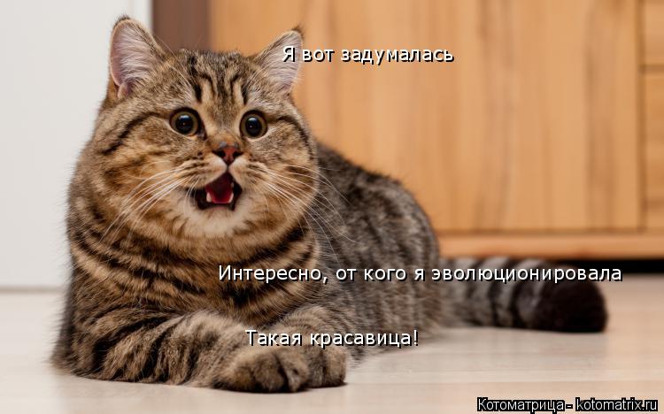 Котоматрица: Я вот задумалась Интересно, от кого я эволюционировала  ? Такая красавица!