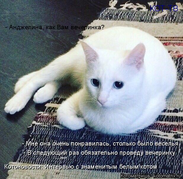 Котоматрица: КОТ-ТВ Котоновости: Интервью с знаменитым белым котом - Анджелина, как Вам вечеринка? - Мне она очень понравилась, столько было веселья - В сл?
