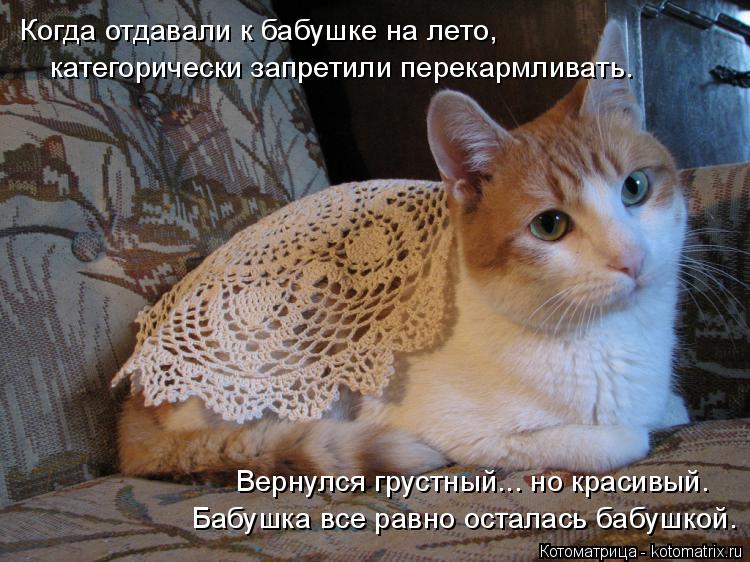 Когда отдавали к бабушке на лето, категорически запретили перекармливать. Вернулся грустный... но кра... Котоматрица: Когда отдавали к бабушке на лето, категорически запретили перекармливать. Вернулся грустный... но красивый. Бабушка все равно осталась бабу