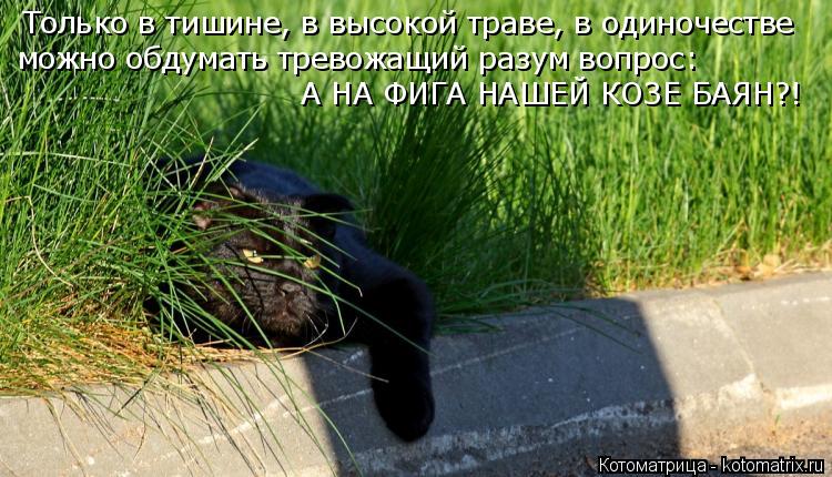 Котоматрица: Только в тишине, в высокой траве, в одиночестве можно обдумать тревожащий разум вопрос: А НА ФИГА НАШЕЙ КОЗЕ БАЯН?!