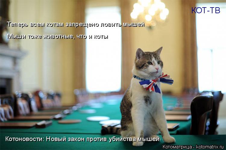 Котоматрица: КОТ-ТВ Котоновости: Новый закон против убийства мышей Теперь всем котам запрещено ловить мышей Мыши тоже животные, что и коты