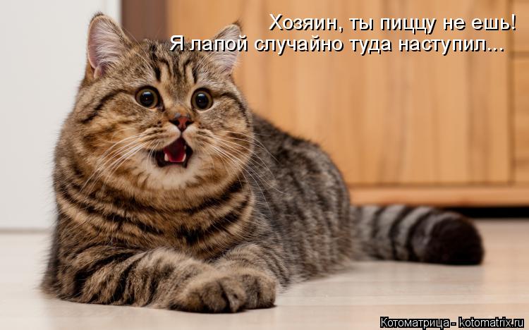 Хозяин, ты пиццу не ешь! Я лапой случайно туда наступил...... Котоматрица: Хозяин, ты пиццу не ешь! Я лапой случайно туда наступил...