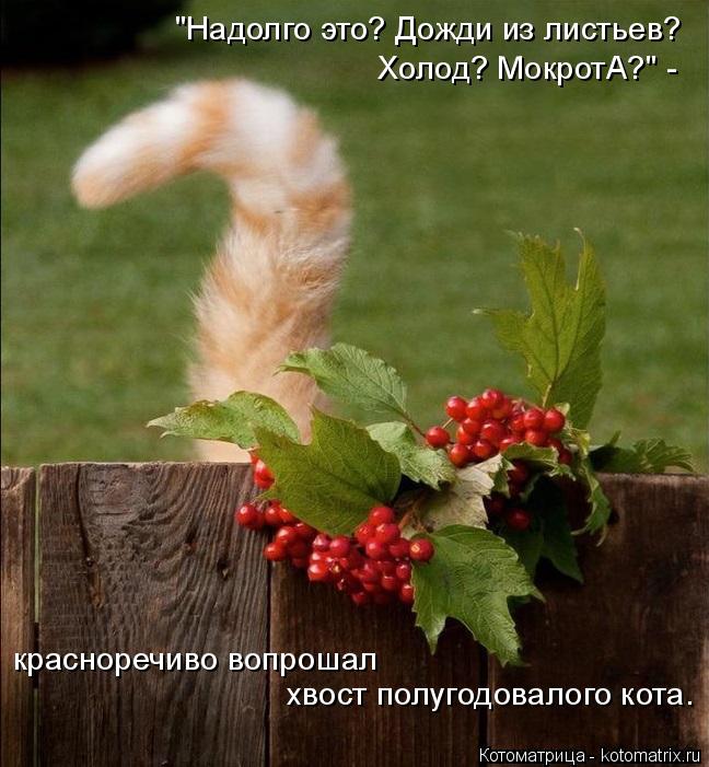 Котоматрица: "Надолго это? Дожди из листьев?  Холод? МокротА?" -  красноречиво вопрошал  хвост полугодовалого кота.