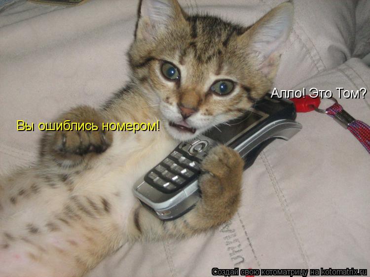 Котоматрица: Алло! Это Том? Вы ошиблись номером!