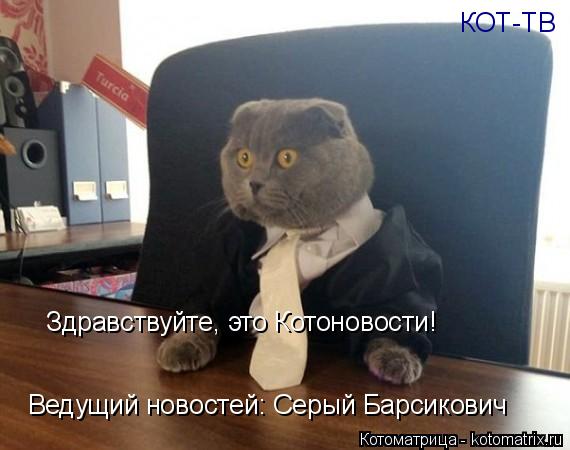 Котоматрица: КОТ-ТВ Здравствуйте, это Котоновости! Ведущий новостей: Серый Барсикович