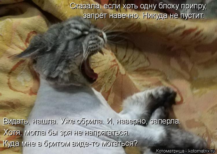 Сказала, если хоть одну блоху припру, запрёт навечно. Никуда не пустит. Видать, нашла. Уже обрила. И,... Котоматрица: Сказала, если хоть одну блоху припру, запрёт навечно. Никуда не пустит. Видать, нашла. Уже обрила. И, наверно, заперла. Хотя, могла бы зря не на?