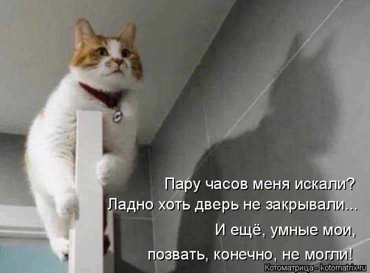 Ладно хоть дверь не закрывали... Пару часов меня искали? И ещё, умные мои, позвать, конечно, не могли... Котоматрица: Ладно хоть дверь не закрывали... Пару часов меня искали? И ещё, умные мои, позвать, конечно, не могли!